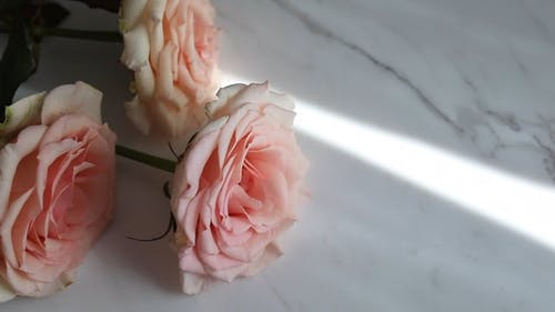 有关光线, 白色的表面, 粉红玫瑰的免费素材视频