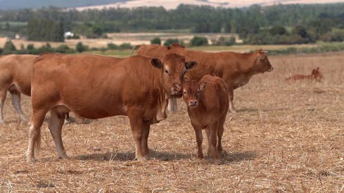 母牛修饰小牛作为牛群的一部分 · 免费素材视频