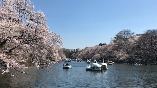 有关人, 公园, 划船的免费素材视频