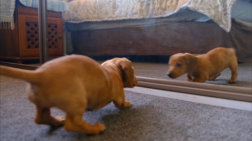 一条狗用镜子里的反射搏斗 · 免费素材视频