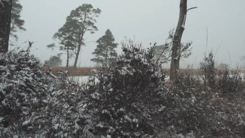 有关下雪的, 冬季, 户外的免费素材视频