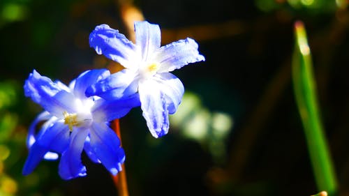 有关工厂, 特写, 花的免费素材视频