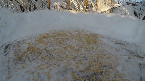 关闭了在地上吃鸟的镜头 · 免费素材视频