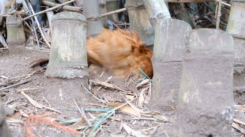 竹树附近的鸡筑巢后院 · 免费素材视频
