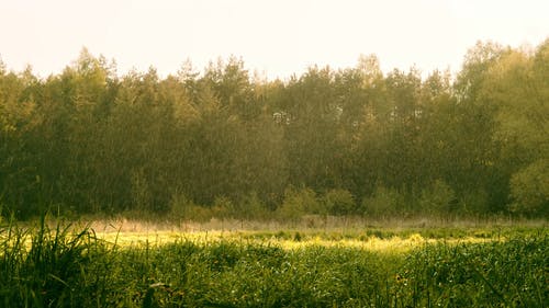 有关下雨, 多雨的, 天性的免费素材视频