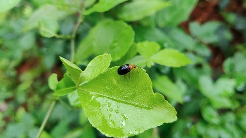 甲虫吃湿叶的边缘 · 免费素材视频