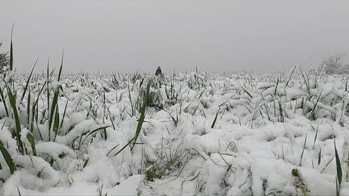 有关下雪, 低角度拍摄, 冬季的免费素材视频