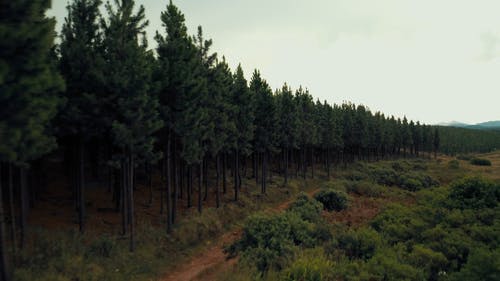 有关小路, 松树, 森林的免费素材视频