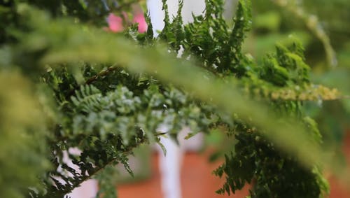 有关下雨, 和平的, 天性的免费素材视频