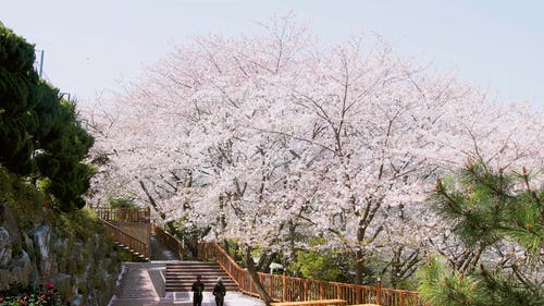 有关公园, 树木, 樱花的免费素材视频