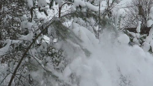 雪落在一棵树的树枝上 · 免费素材视频
