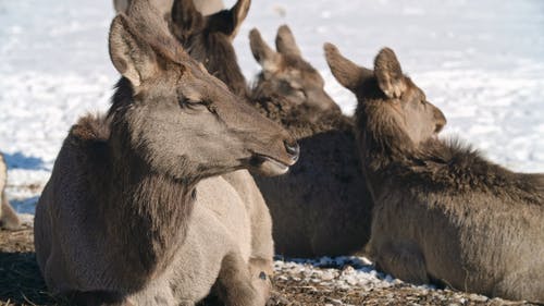 一群鹿在降雪的地面上休息 · 免费素材视频