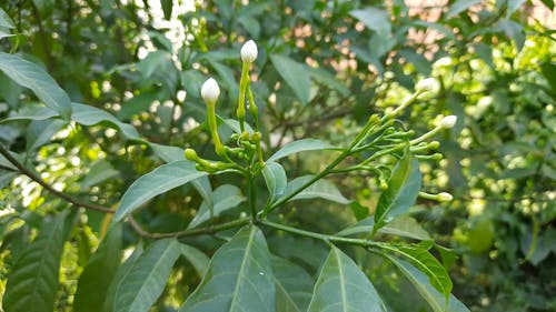 有关天性, 植物, 特写的免费素材视频