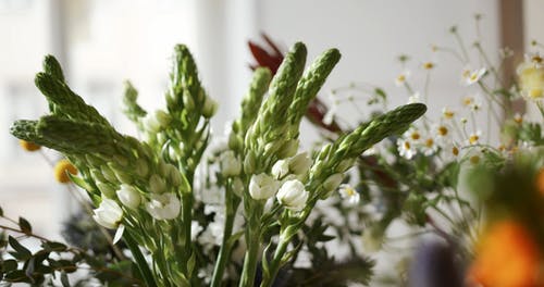 有关工厂, 植物, 植物群的免费素材视频