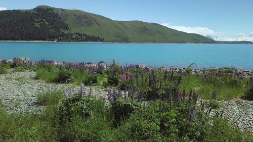 湖岸上的植物和岩石 · 免费素材视频