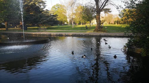 有关伦敦公园, 公园, 划桨的免费素材视频