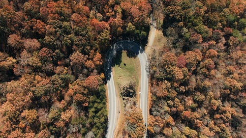 一条穿过森林的u形转弯道路 · 免费素材视频