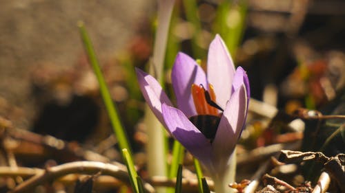 蜜蜂吃花蜜的镜头 · 免费素材视频