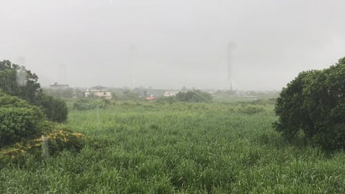 雨水淋湿了一片空地的厚草 · 免费素材视频