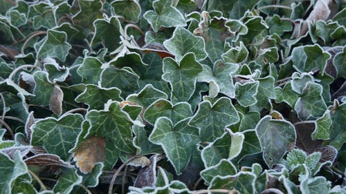 爬行植物的叶子上可见的霜冻形成 · 免费素材视频