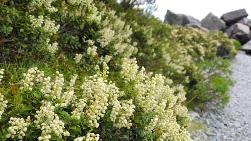 季节开花的野生植物 · 免费素材视频