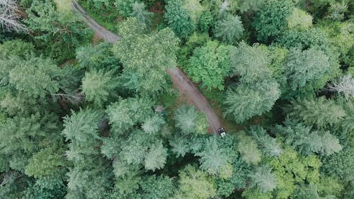 在森林里路过的车辆的顶视图镜头 · 免费素材视频
