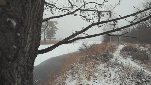 雪渣卡在树枝上 · 免费素材视频