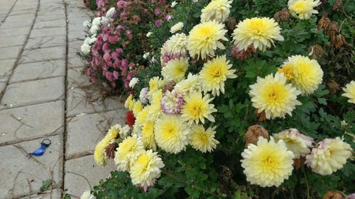 在地面上种植的带花植物 · 免费素材视频