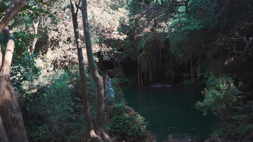 有关向右平移, 在森林里散步, 天性的免费素材视频