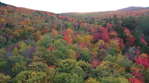 在秋天改变森林的颜色 · 免费素材视频