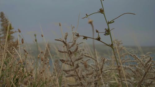 有关增长, 夏天, 多风的免费素材视频