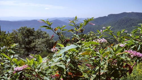 有关天性, 山, 手持拍摄的免费素材视频