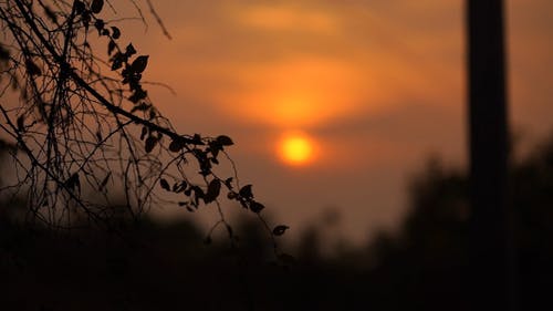 在日落植物剪影 · 免费素材视频