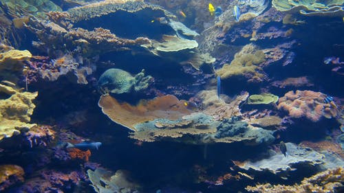 惊人的水下海洋生物 · 免费素材视频