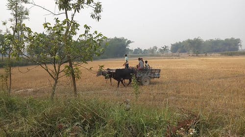 有关农地, 农场提起, 小径的免费素材视频