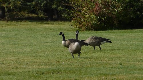 美国黑鸭在草地上 · 免费素材视频