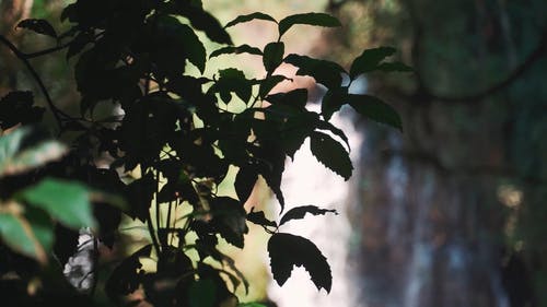 有关户外, 森林, 模糊的背景的免费素材视频