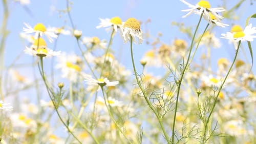 有关多风, 户外, 摇曳的免费素材视频