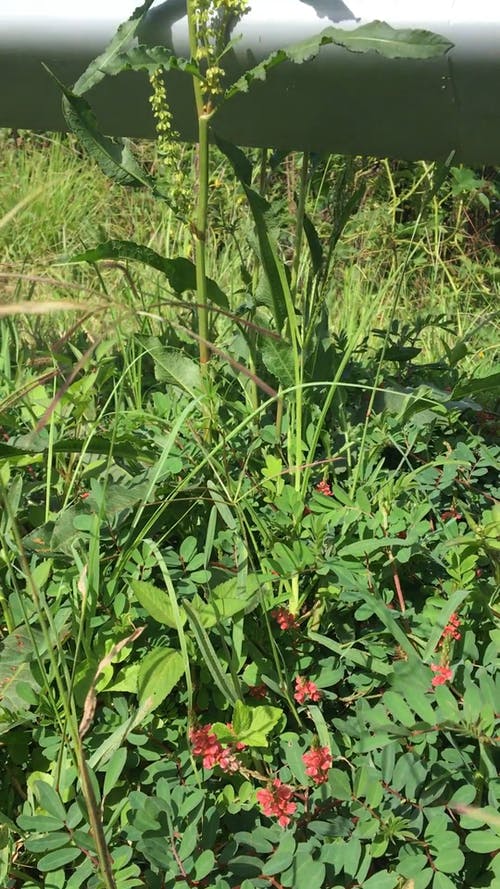 有关垂直视频, 天性, 特写的免费素材视频