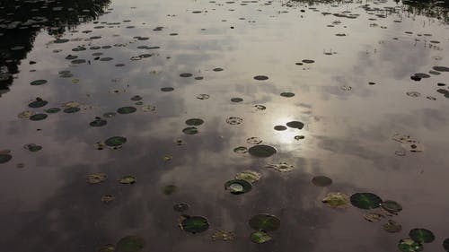 有关光反射, 天性, 平静的水的免费素材视频