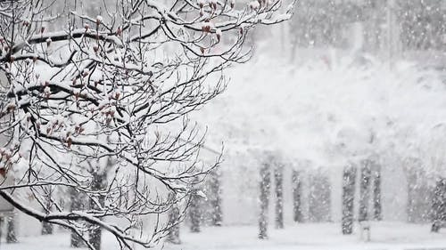 有关下雪, 冬季, 冷的免费素材视频