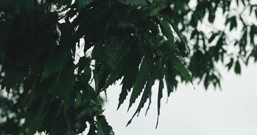 有关后雨, 树, 树叶的免费素材视频