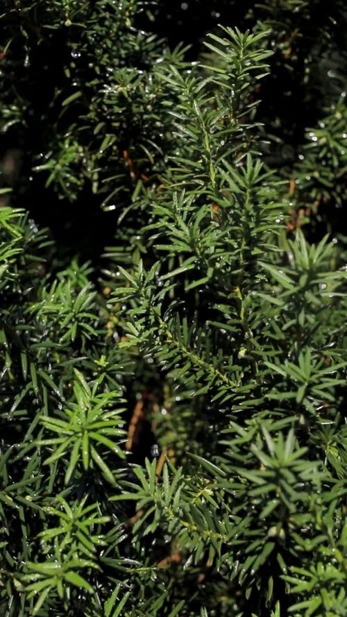 有关taxus baccata, 垂直视频, 天性的免费素材视频