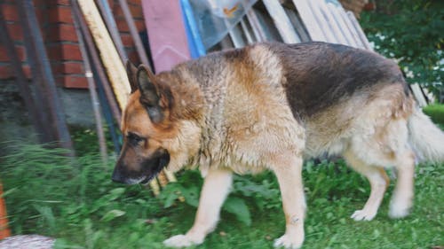 有关德国牧羊犬, 步行, 特写的免费素材视频