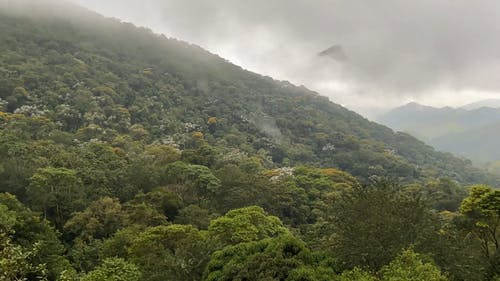 有关延时视频, 景观, 森林自然的免费素材视频