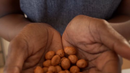 坚果人棕榈 · 免费素材视频
