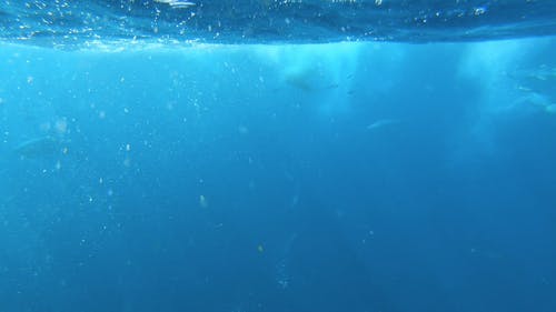 有关水下, 沙丁鱼, 海的免费素材视频