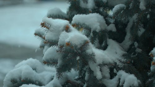 有关@户外, 下雪, 人的免费素材视频