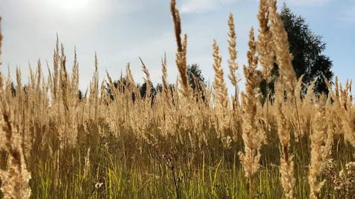 有关户外, 树木, 田的免费素材视频