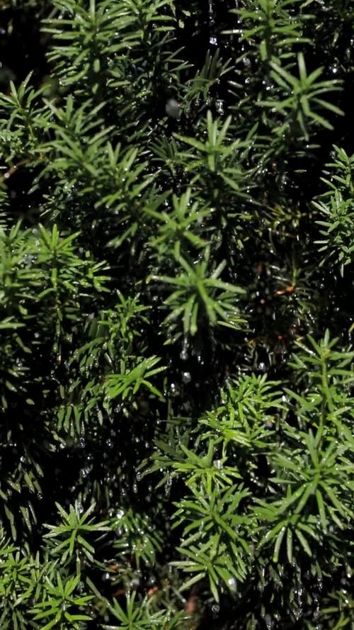 有关taxus baccata, 垂直视频, 天性的免费素材视频